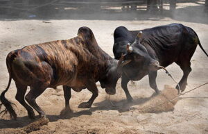 UFABETคาสิโนออนไลน์